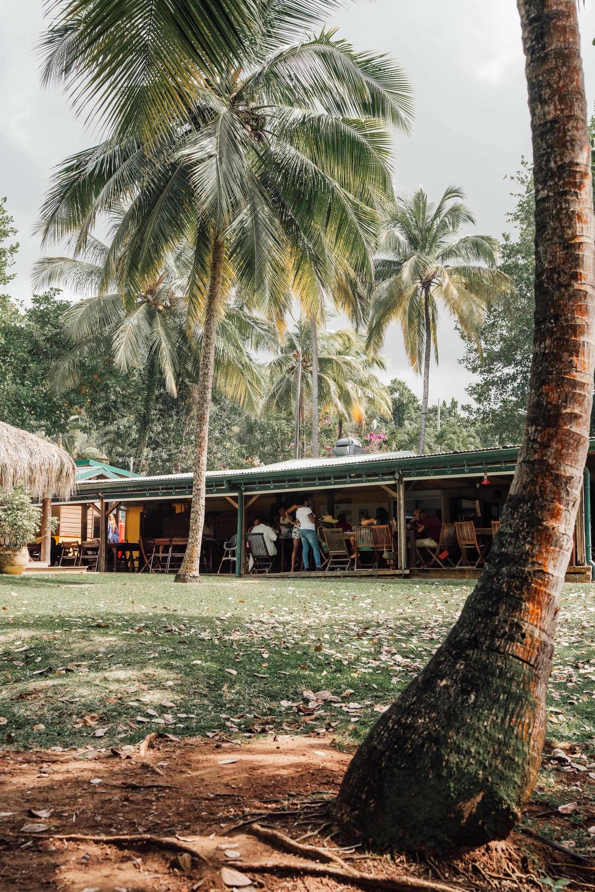 Le jardin et ses cocotiers, devant le restaurant